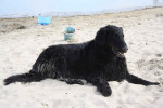 Genieten aan het strand